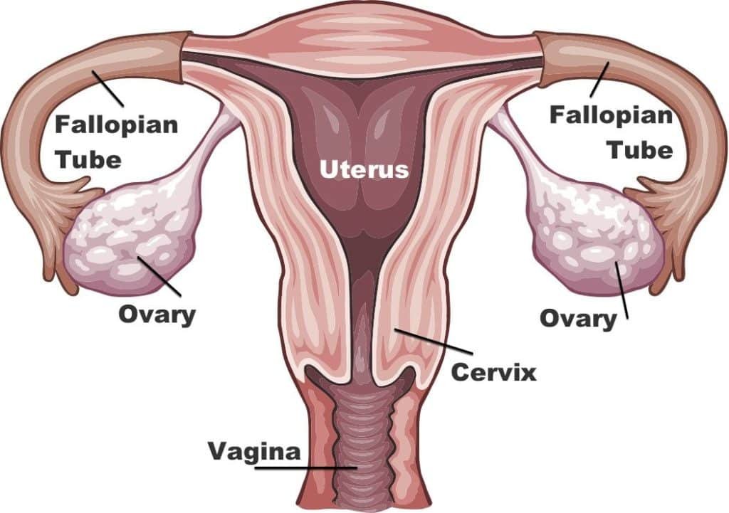 ovarian health