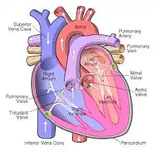 The 18 part of the heart (human heart and their functions) 1 The 18 parts of the heart (human heart and their functions