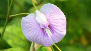 The 9 Types of vagina shape (like butterfly vagina shape) 1 The 9 Types of vagina shape (like butterfly vagina shape)