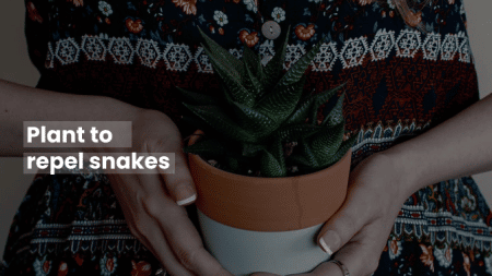 Plant to repel snakes