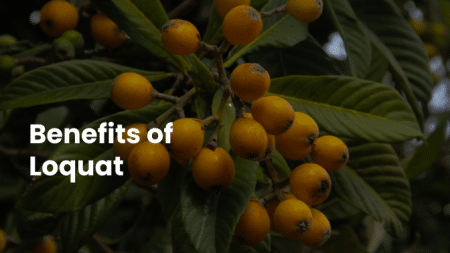 Benefits of Loquat
