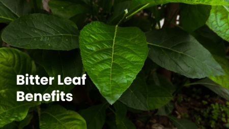 Bitter Leaf Benefits