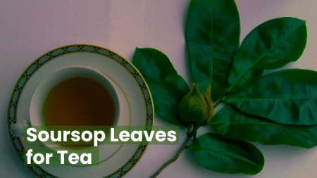 Soursop Leaves for Tea
