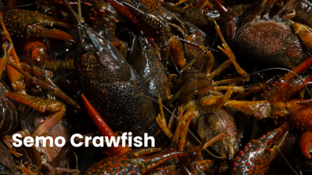 Semo Crawfish