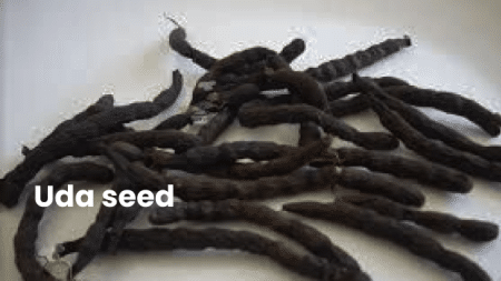 Uda seed