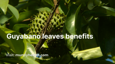 Guyabano leaves benefits